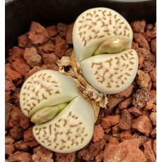 Freckled Friend - Plant