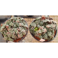 Haworthia truncata - Plant Haworthia truncata - Plant
